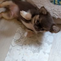 Chiot chihuahua poil long #3