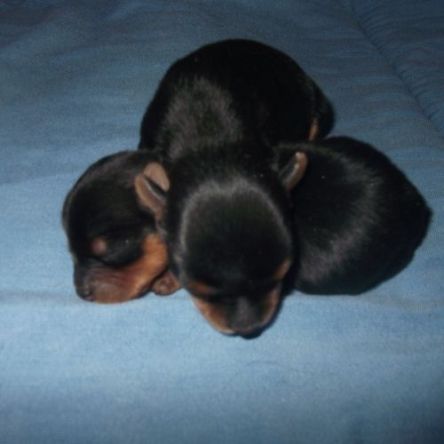 Chiots yorkshire terrier male et femelle #2