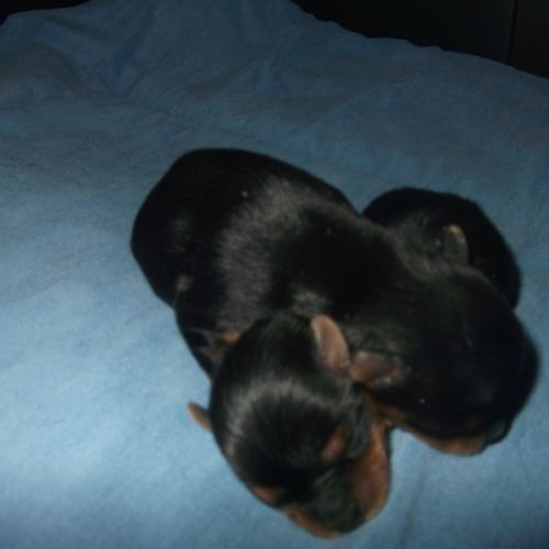 Chiots yorkshire terrier male et femelle #3