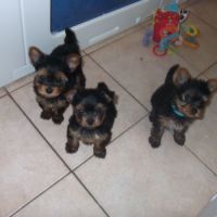 Chiots yorkshire terrier male et femelle