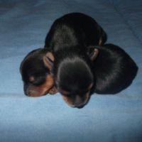 Chiots yorkshire terrier male et femelle #2