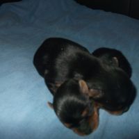 Chiots yorkshire terrier male et femelle #3