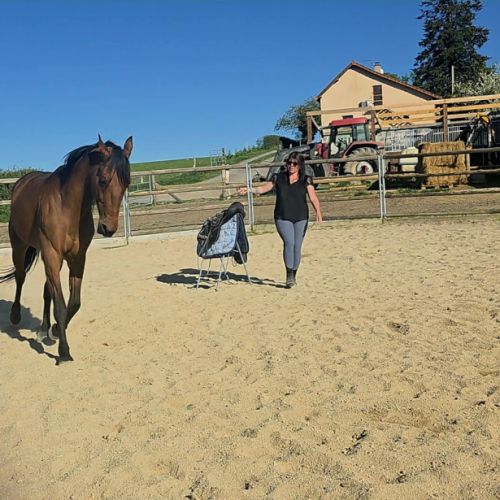 Cheval de balade et de dressage #1