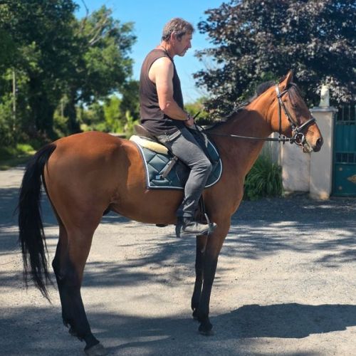 Cheval de balade et de dressage #6