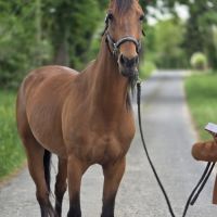 Cheval de balade et de dressage #2