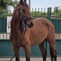 Cheval de balade et de dressage