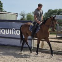 Cheval de balade et de dressage #4