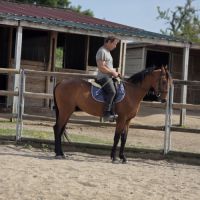 Cheval de balade et de dressage #5