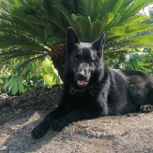 Chiots berger allemand noir #2