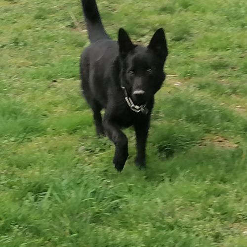 Chiots berger allemand noir #3