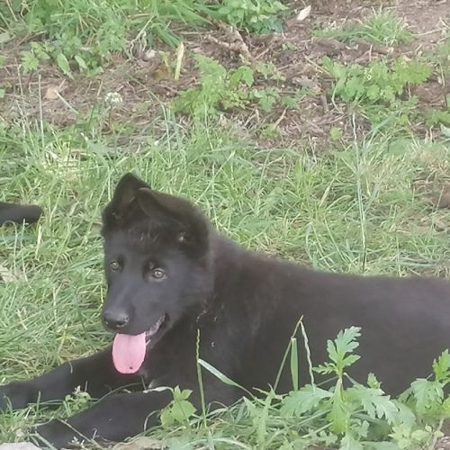 Chiots berger allemand noir #4