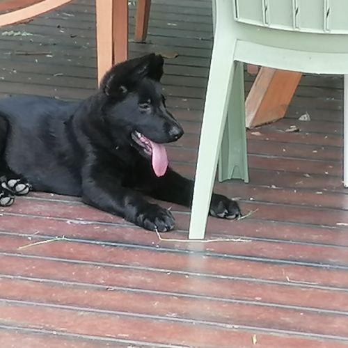 Chiots berger allemand noir #5