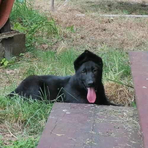 Chiots berger allemand noir #6
