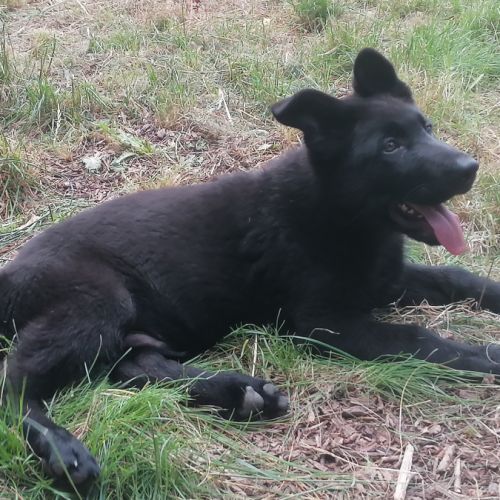 Chiots berger allemand noir #7