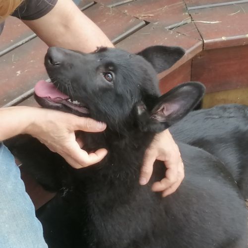 Chiots berger allemand noir
