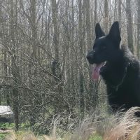 Chiots berger allemand noir #1