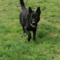 Chiots berger allemand noir #3