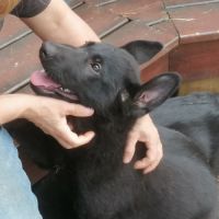 Chiots berger allemand noir