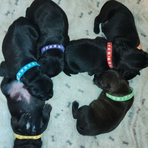 Staffordshire bull terrier mâles lof  a réserver #1