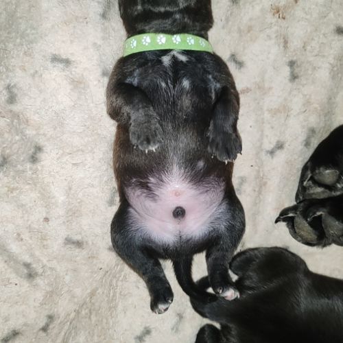 Staffordshire bull terrier mâles lof  a réserver #2