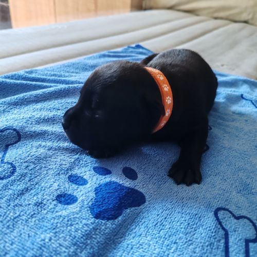 Staffordshire bull terrier mâles lof  a réserver #6