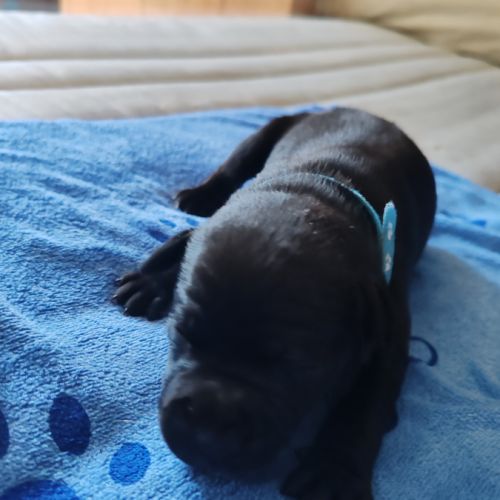 Staffordshire bull terrier mâles lof  a réserver #9