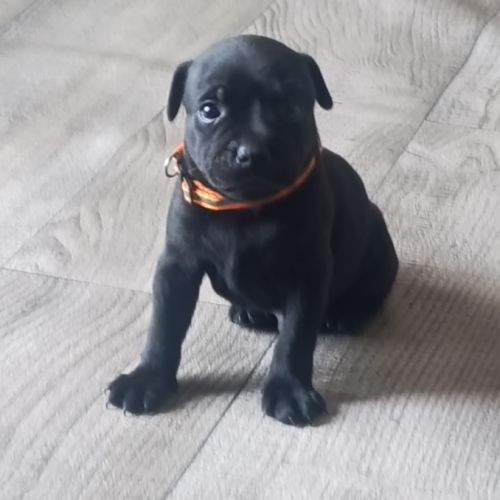 Staffordshire bull terrier mâles lof  a réserver #2