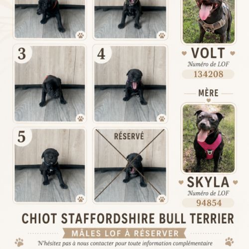 Staffordshire bull terrier mâles lof  a réserver