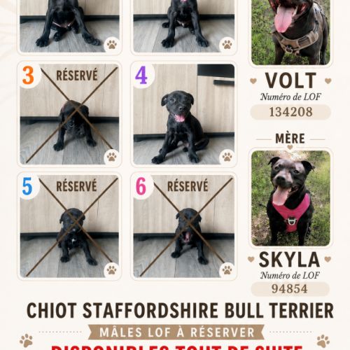 Staffordshire bull terrier mâles lof  a réserver