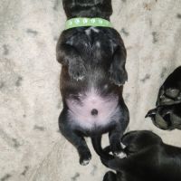 Staffordshire bull terrier mâles lof  a réserver #2