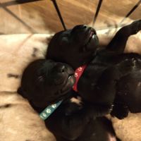 Staffordshire bull terrier mâles lof  a réserver #0