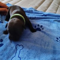 Staffordshire bull terrier mâles lof  a réserver #4