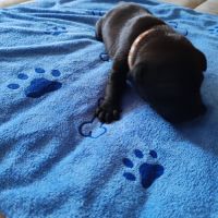 Staffordshire bull terrier mâles lof  a réserver #5