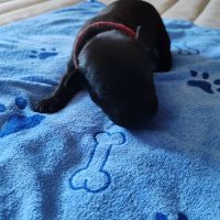 Staffordshire bull terrier mâles lof  a réserver #7