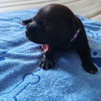 Staffordshire bull terrier mâles lof  a réserver #8