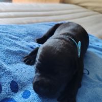 Staffordshire bull terrier mâles lof  a réserver #9
