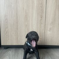 Staffordshire bull terrier mâles lof  a réserver