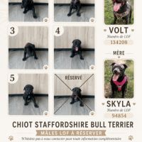Staffordshire bull terrier mâles lof  a réserver