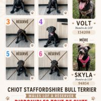 Staffordshire bull terrier mâles lof  a réserver