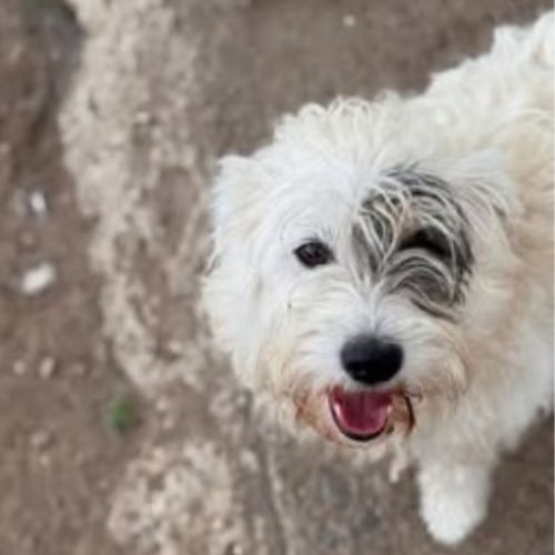Oslo à l'adoption #4