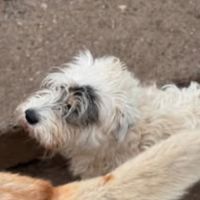Oslo à l'adoption #3