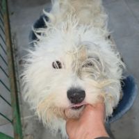 Oslo à l'adoption #7