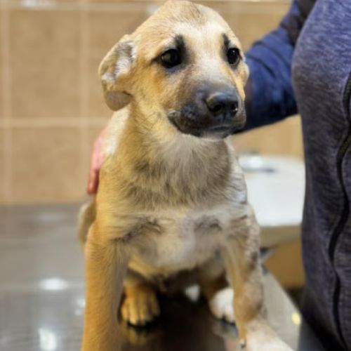 Mike bébé croisé malinois, adoption urgente #0
