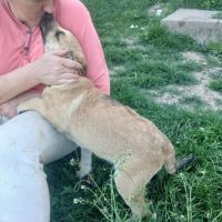 Mike bébé croisé malinois, adoption urgente #6