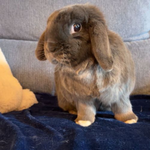 Lapin bélier miniloop