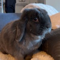 Lapin bélier miniloop #1