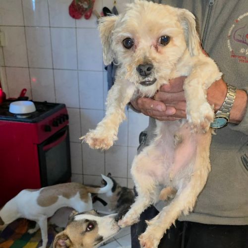 Maxelio, croisé bichon, à l'adoption #4