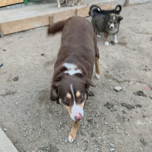 Toby, abandonné de roumanie, à adopter #2