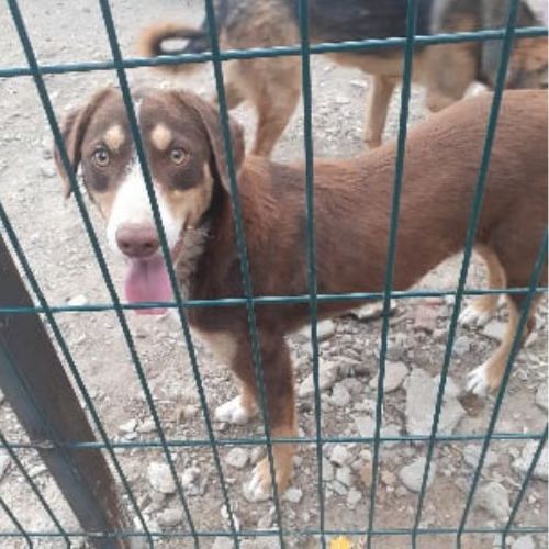 Toby, abandonné de roumanie, à adopter #6