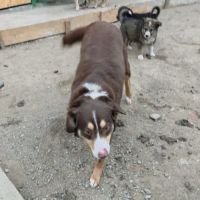 Toby, abandonné de roumanie, à adopter #2
